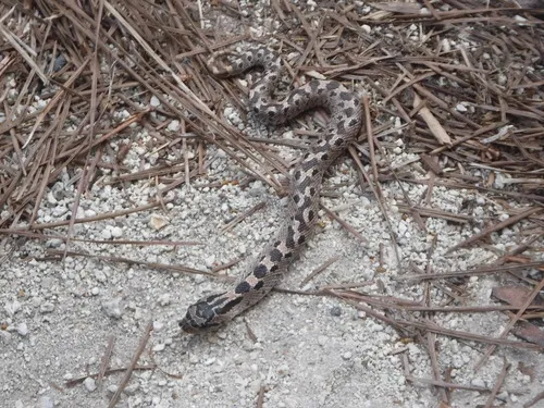 Southern Hog-nosed Snake