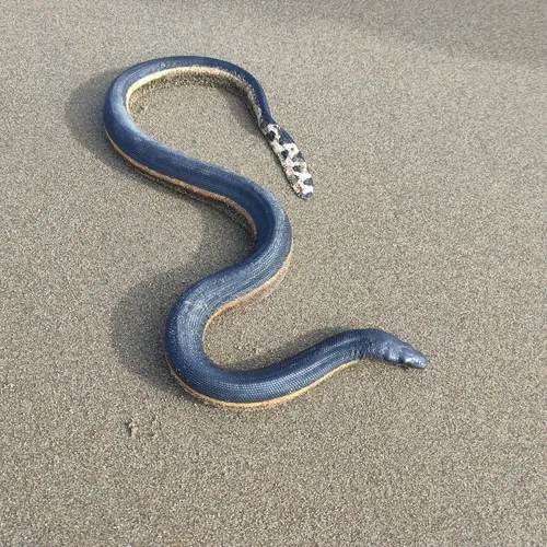 Yellow-bellied Seasnake