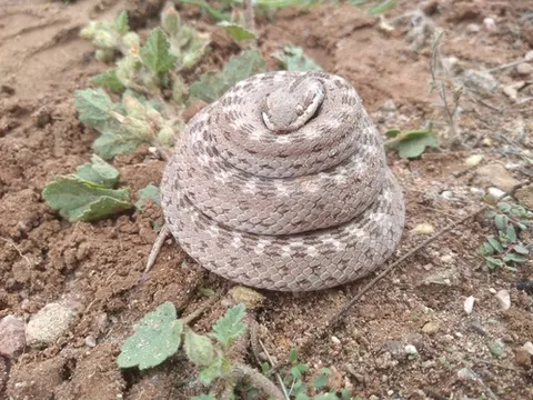 Desert Nightsnake