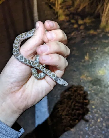 Chihuahuan Nightsnake