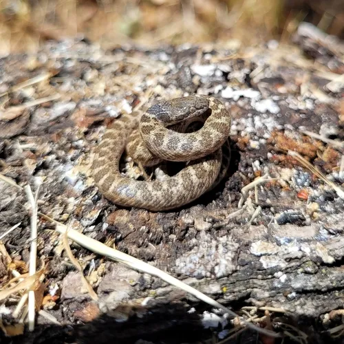Coast Nightsnake