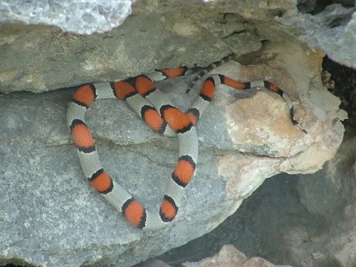 Gray-banded Kingsnake