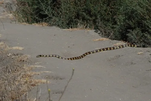 California Kingsnake