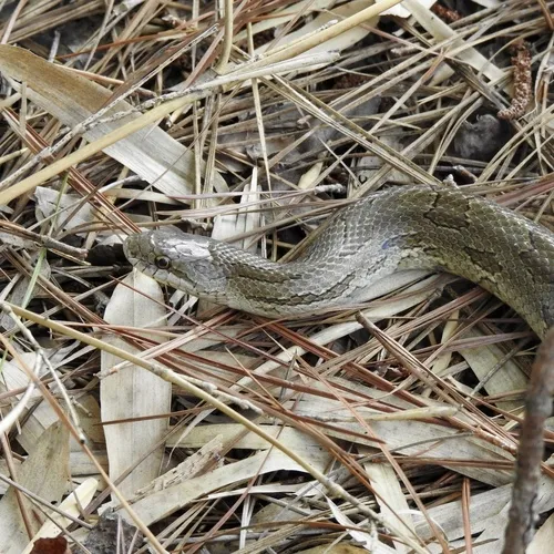 Prairie Kingsnake