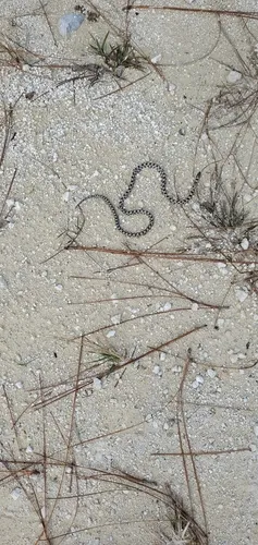 Short-tailed Kingsnake