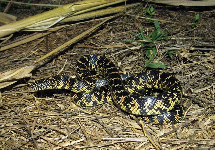 Florida Kingsnake