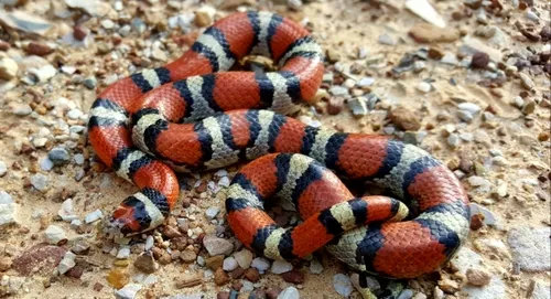 Western Milksnake