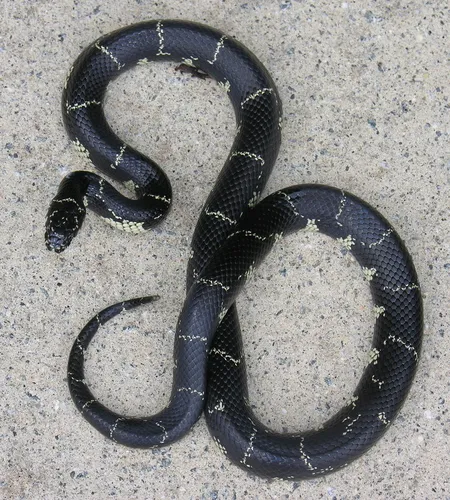 Eastern Kingsnake