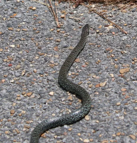 Speckled Kingsnake