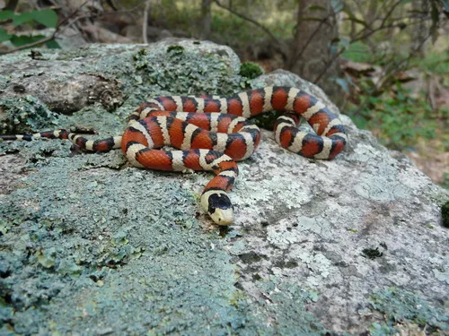 Madrean Mountain Kingsnake