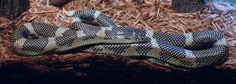 Apalachicola Kingsnake