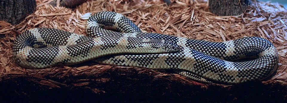 Apalachicola Kingsnake