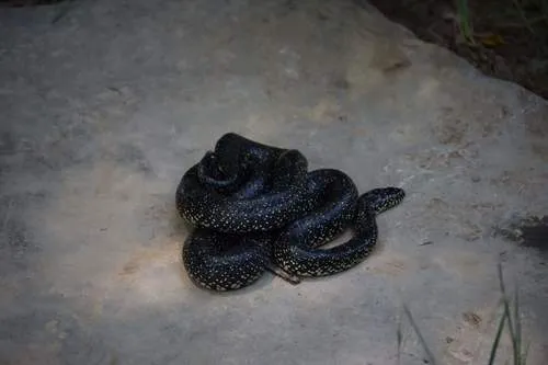 Eastern Black Kingsnake