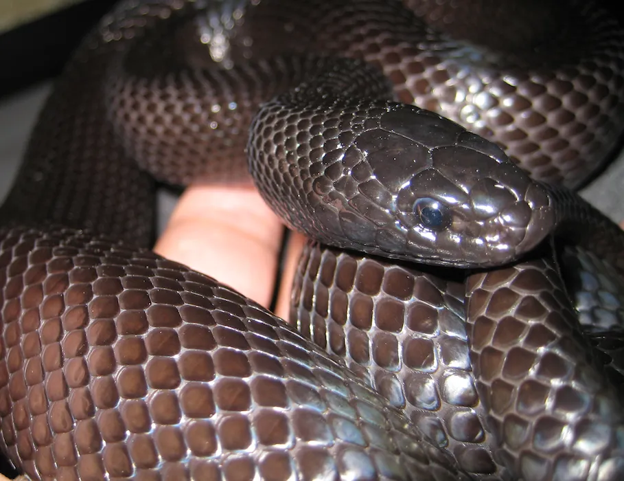 Western Black Kingsnake