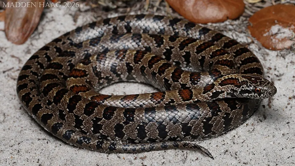 South Florida Mole Kingsnake