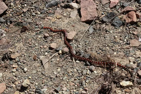 Arizona Mountain Kingsnake