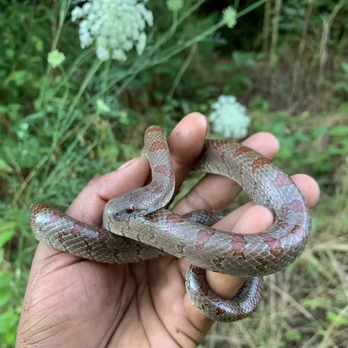 Northern Mole Kingsnake