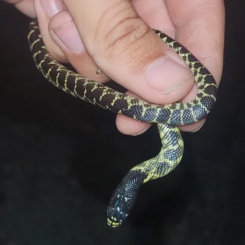 Desert Kingsnake