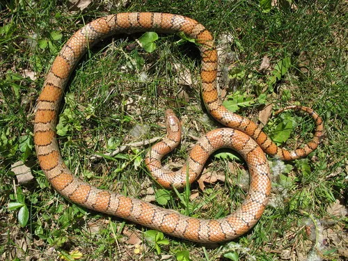 Eastern Milksnake