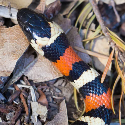 California Mountain Kingsnake