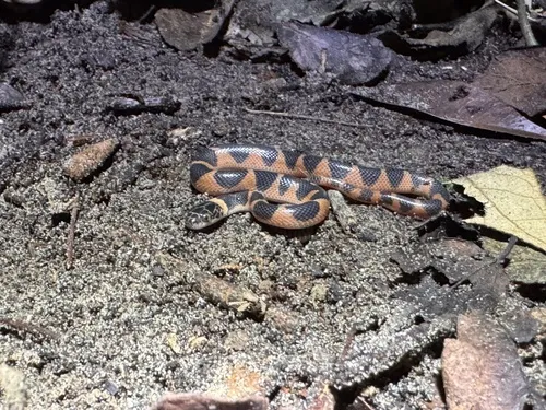 Northern Cat-eyed Snake