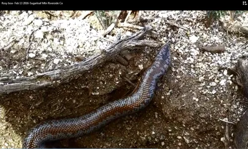 Northern Rosy Boa