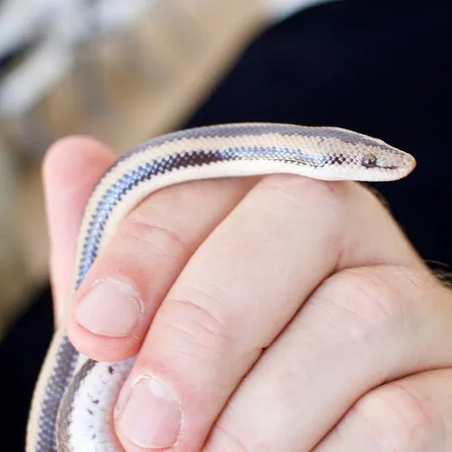 Three-lined Boa