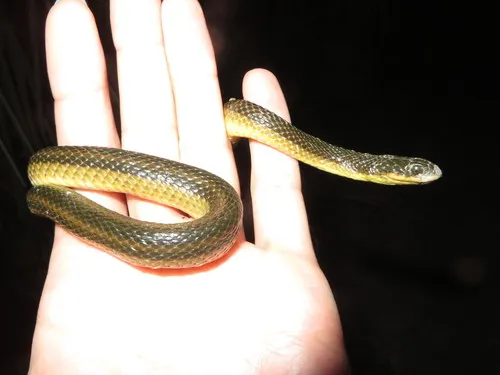 Striped Swampsnake