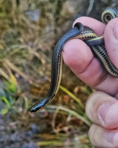 Glossy Swampsnake