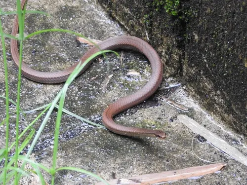 Puerto Rican Garden Snake