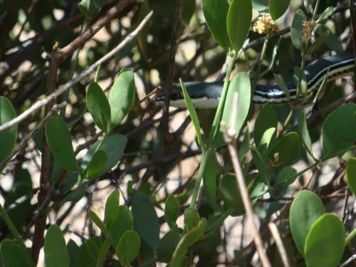 Sonoran Whipsnake