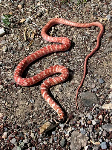 Common Coachwhip