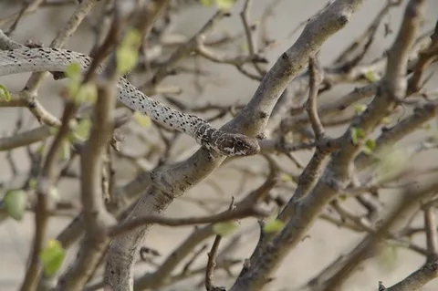 Baja California Coachwhip