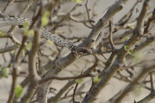 Baja California Coachwhip