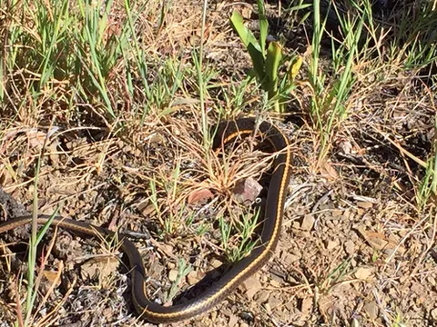 Striped Racer