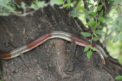 Striped Whipsnake