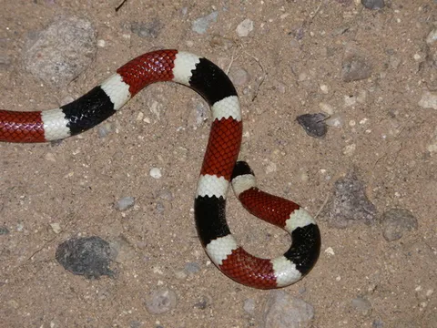 Sonoran Coralsnake