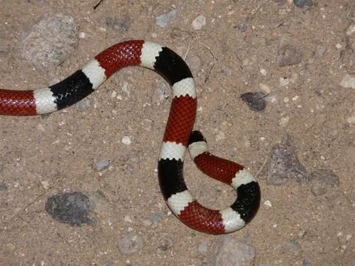 Sonoran Coralsnake