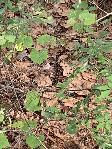 Harlequin Coralsnake