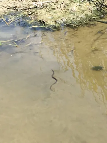 Saltmarsh Snake