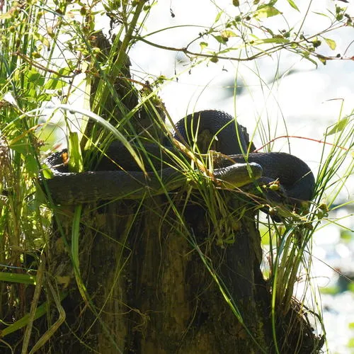 Mississippi Green Watersnake