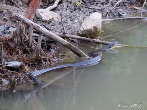 Plain-bellied Watersnake