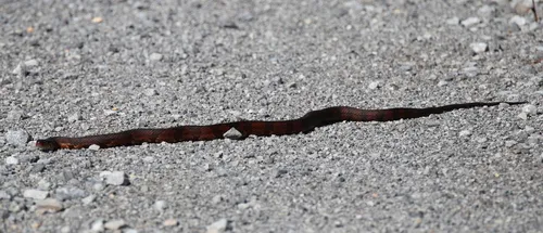Southern Watersnake