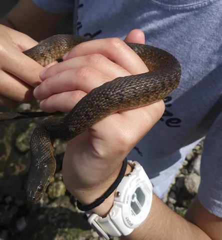 Florida Green Watersnake