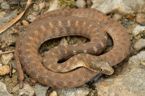 Brazos Watersnake