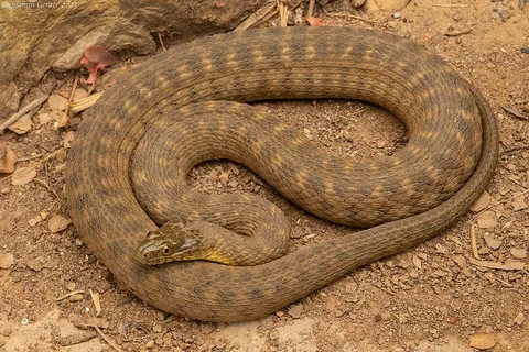 Concho Watersnake