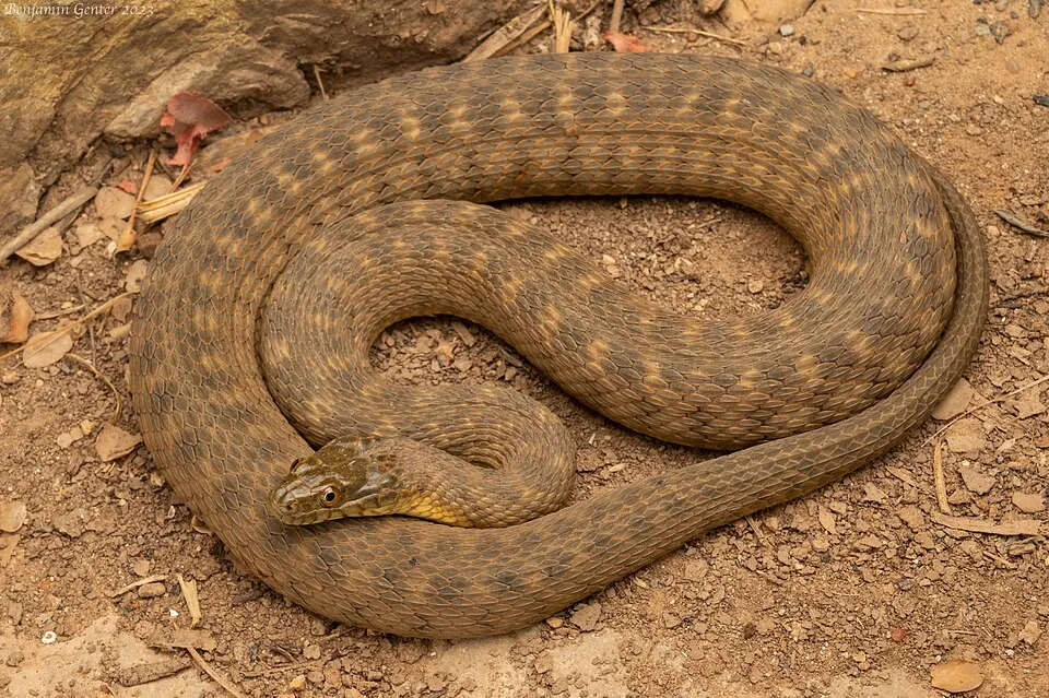 Concho Watersnake
