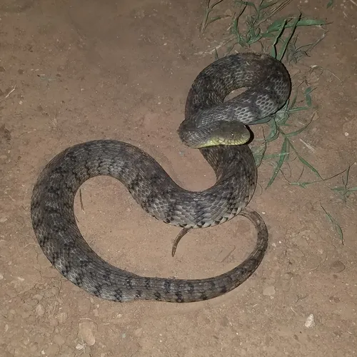 Diamond-backed Watersnake