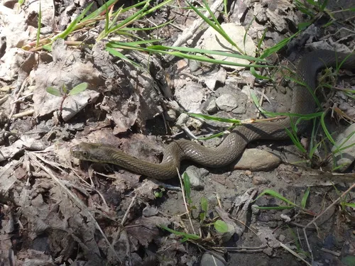 Common Watersnake