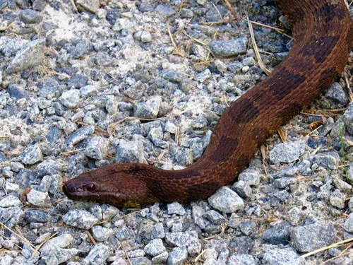 Brown Watersnake